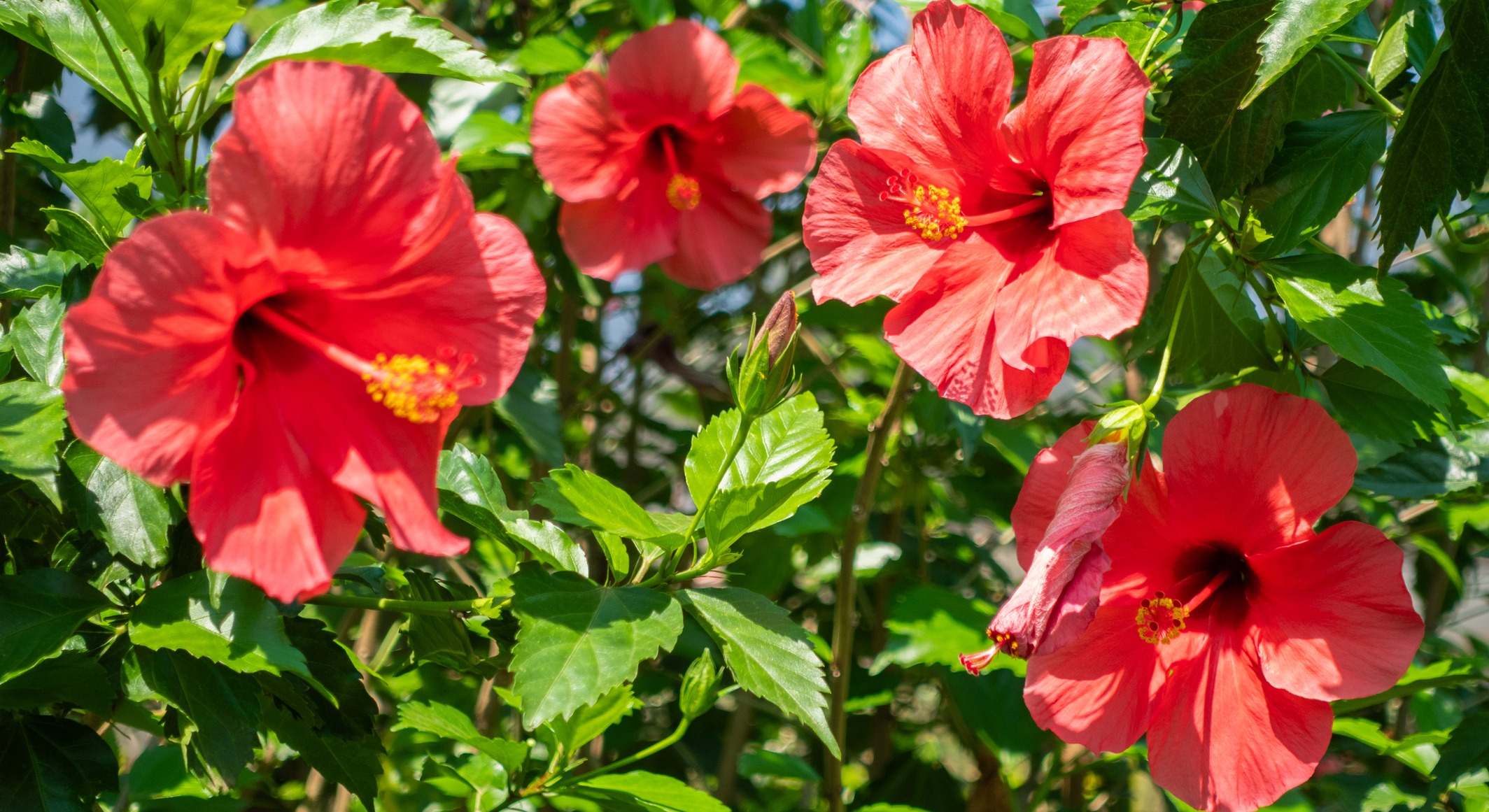 Ejemplar en flor de un hibisco. / Foto: iStock