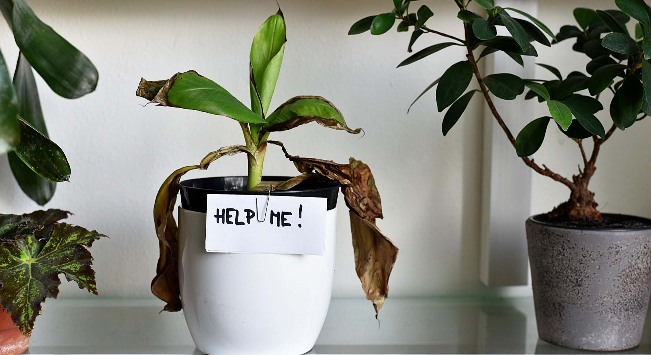 Planta seca