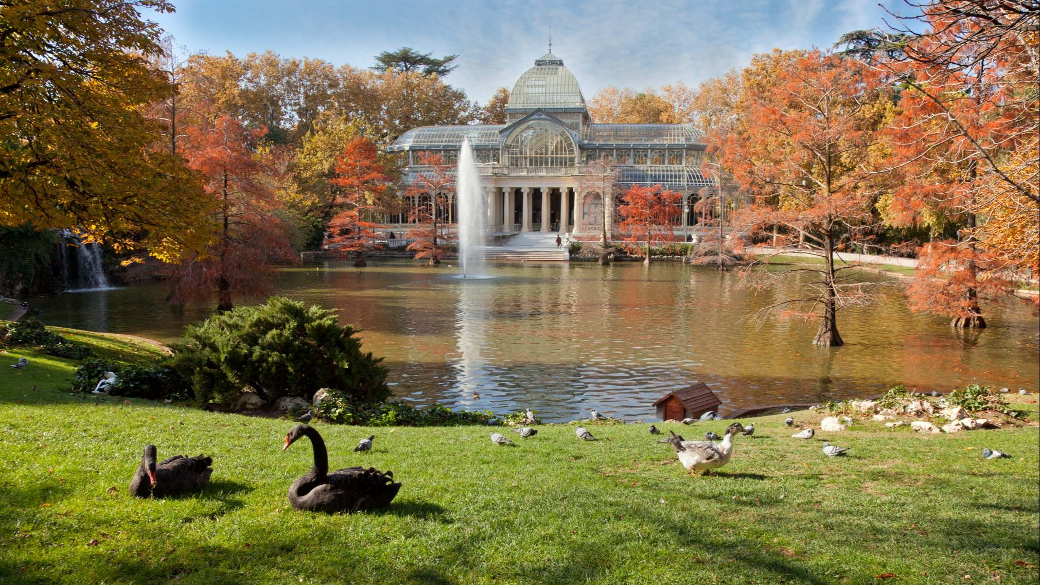 Pájaros del parque del Retiro de Madrid