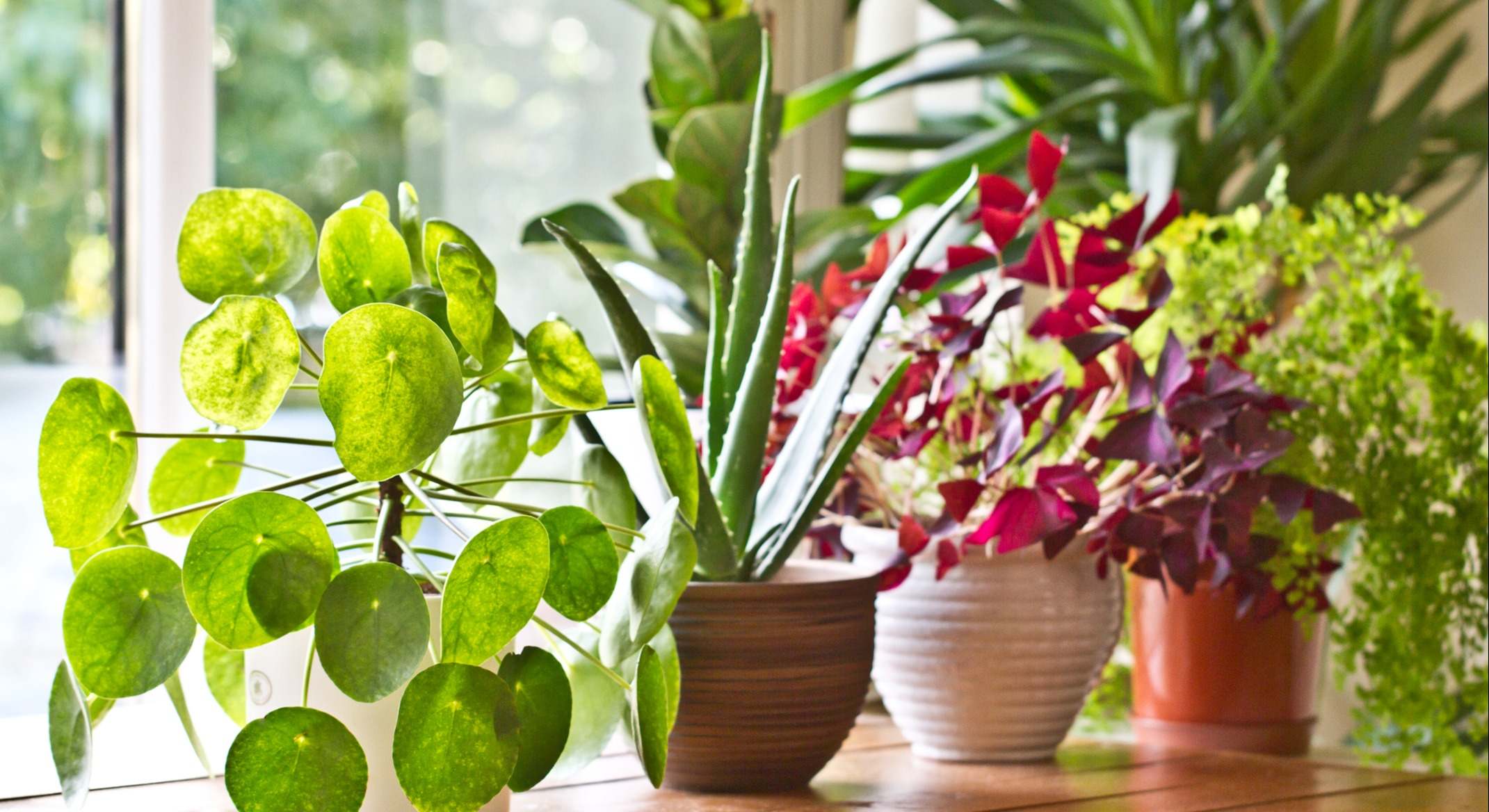 Diferentes macetas con plantas de interior. / Foto: Dreamstime