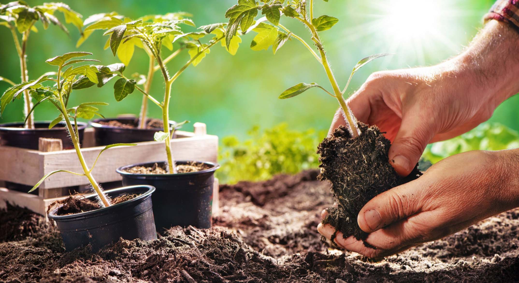 Trabajo en el huerto. / Foto: iStock