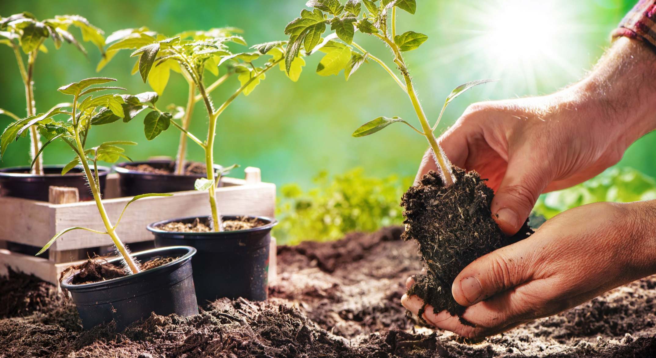 Un hombre trabaja plantando en el huerto. / Foto: iStock