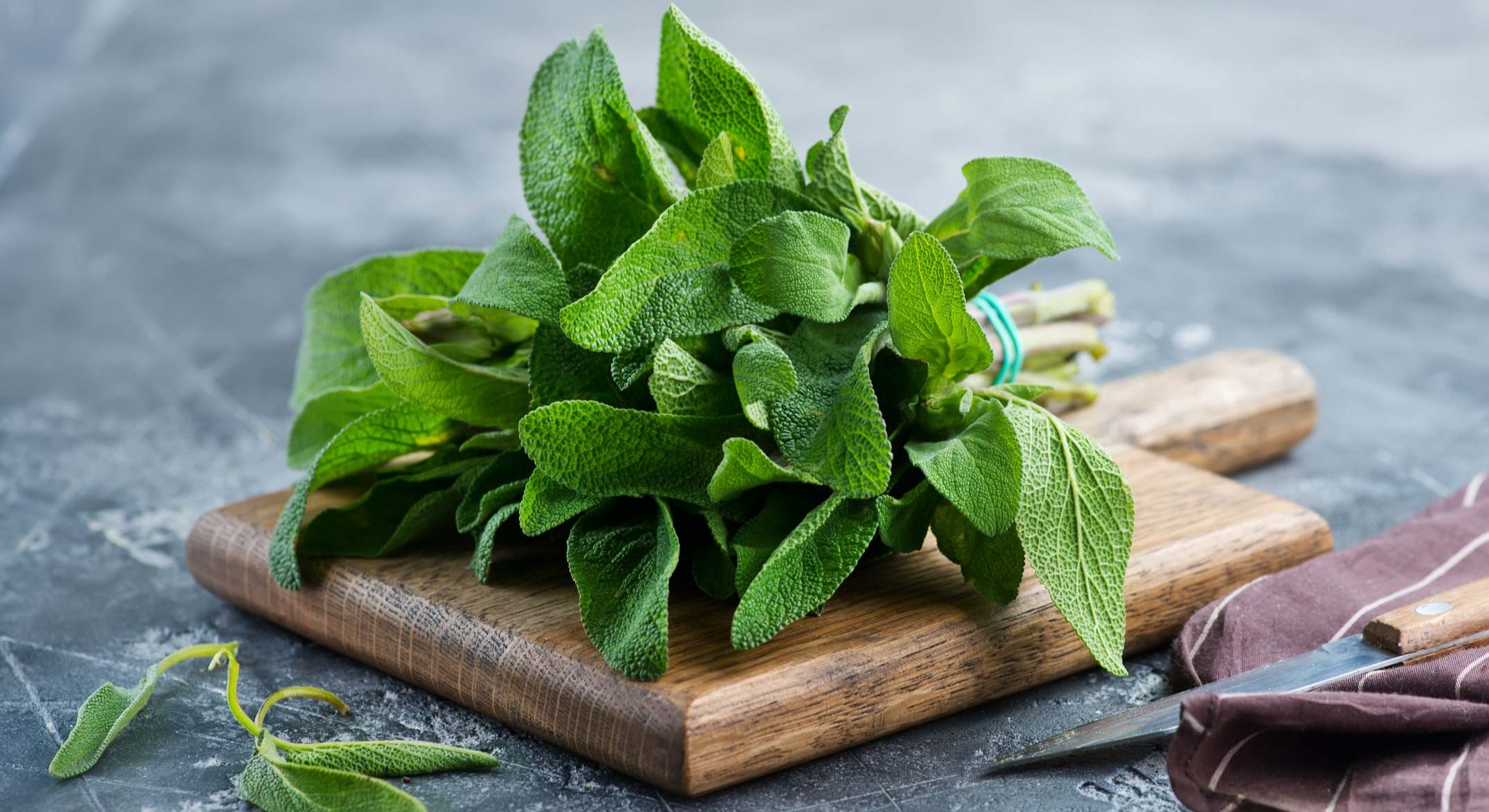 Salvia fresca
