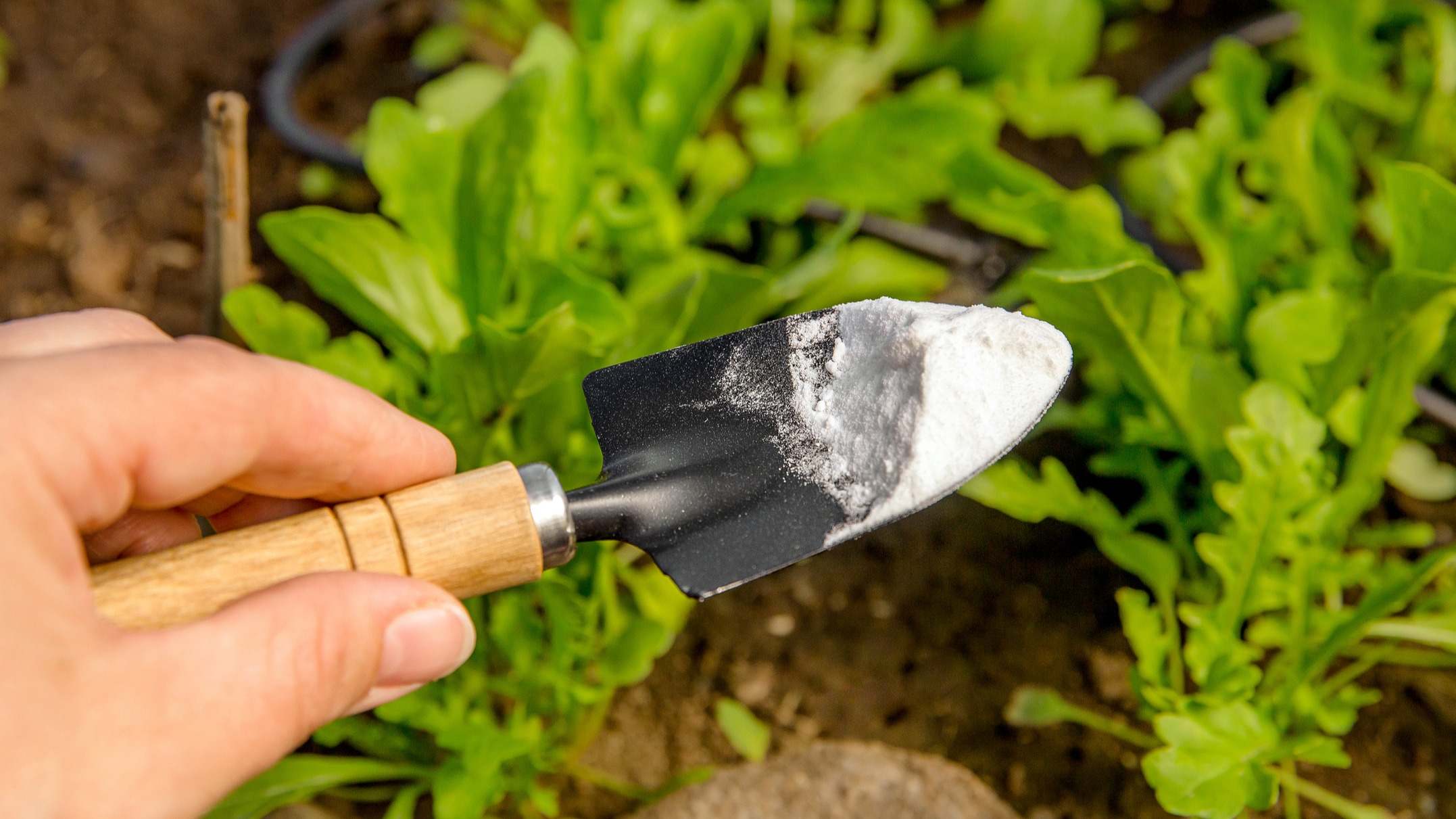 Bicarbonato de sodio hongos plantas