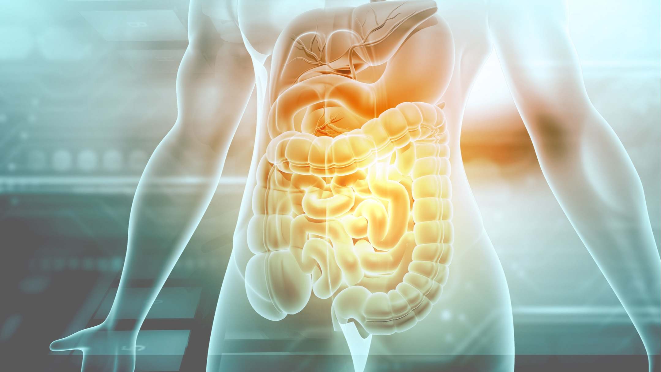 Ilustración 3D del sistema digestivo humano