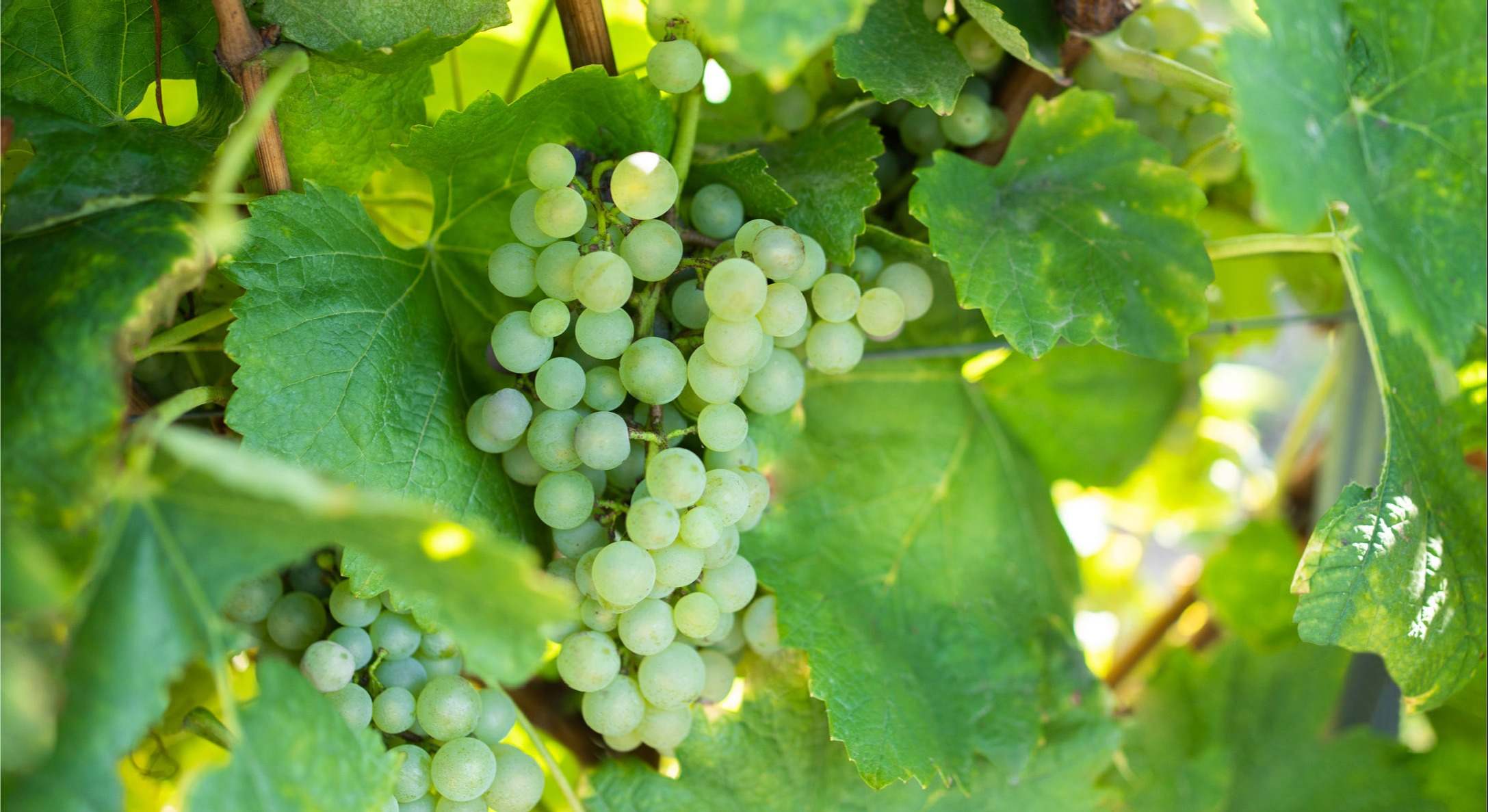Viñedo del proveedor Sociedade dos Vinhos Borges en Felgueiras, Portugal.