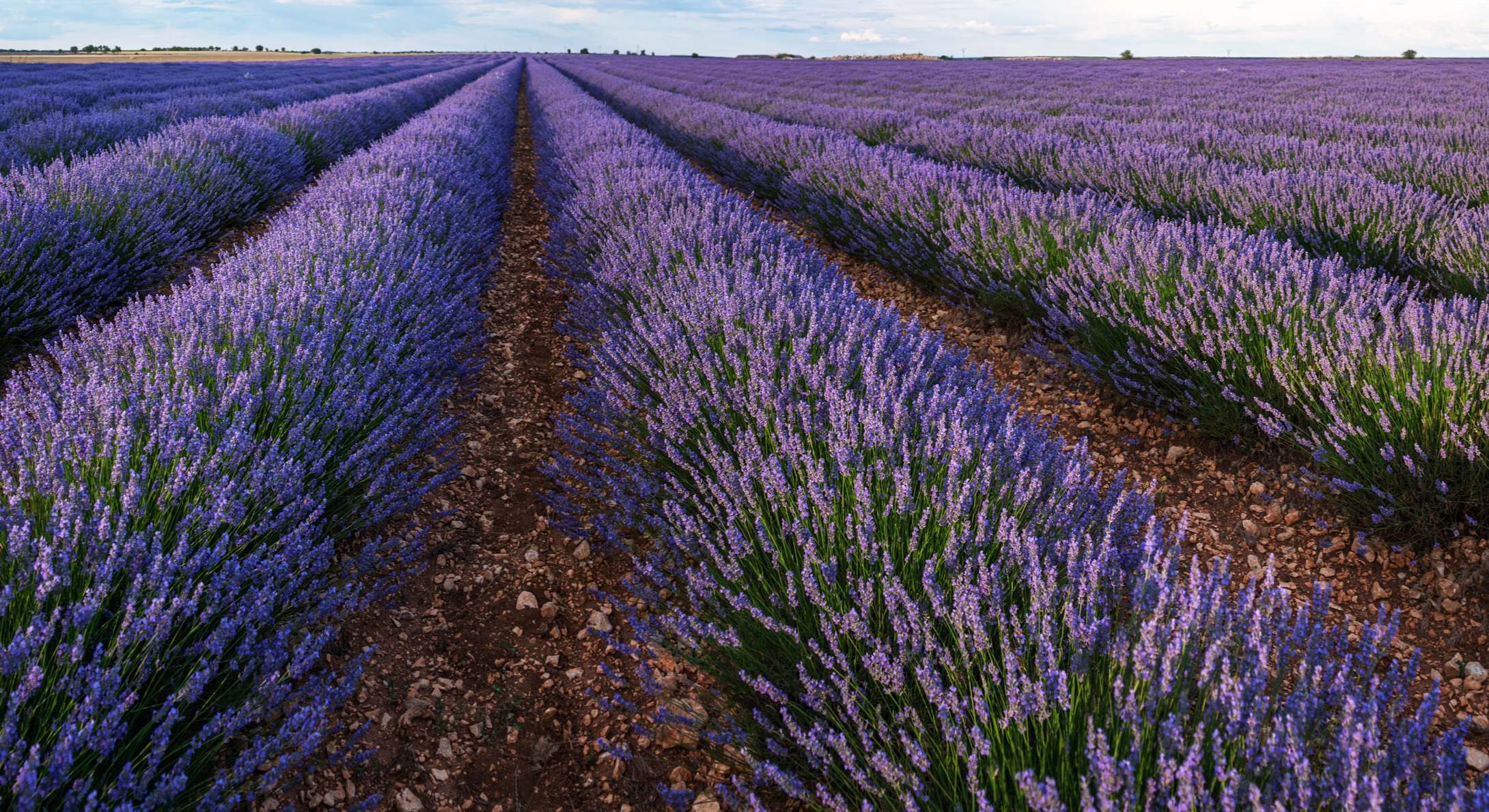 Campos de lavanda