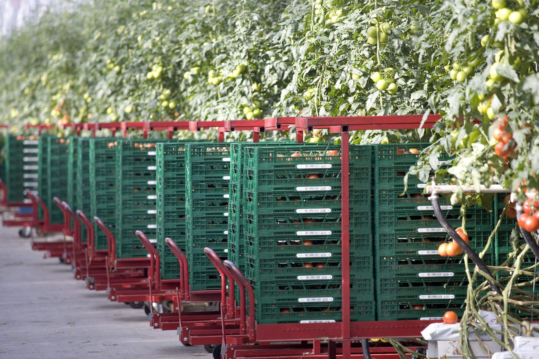tomates10.jpg