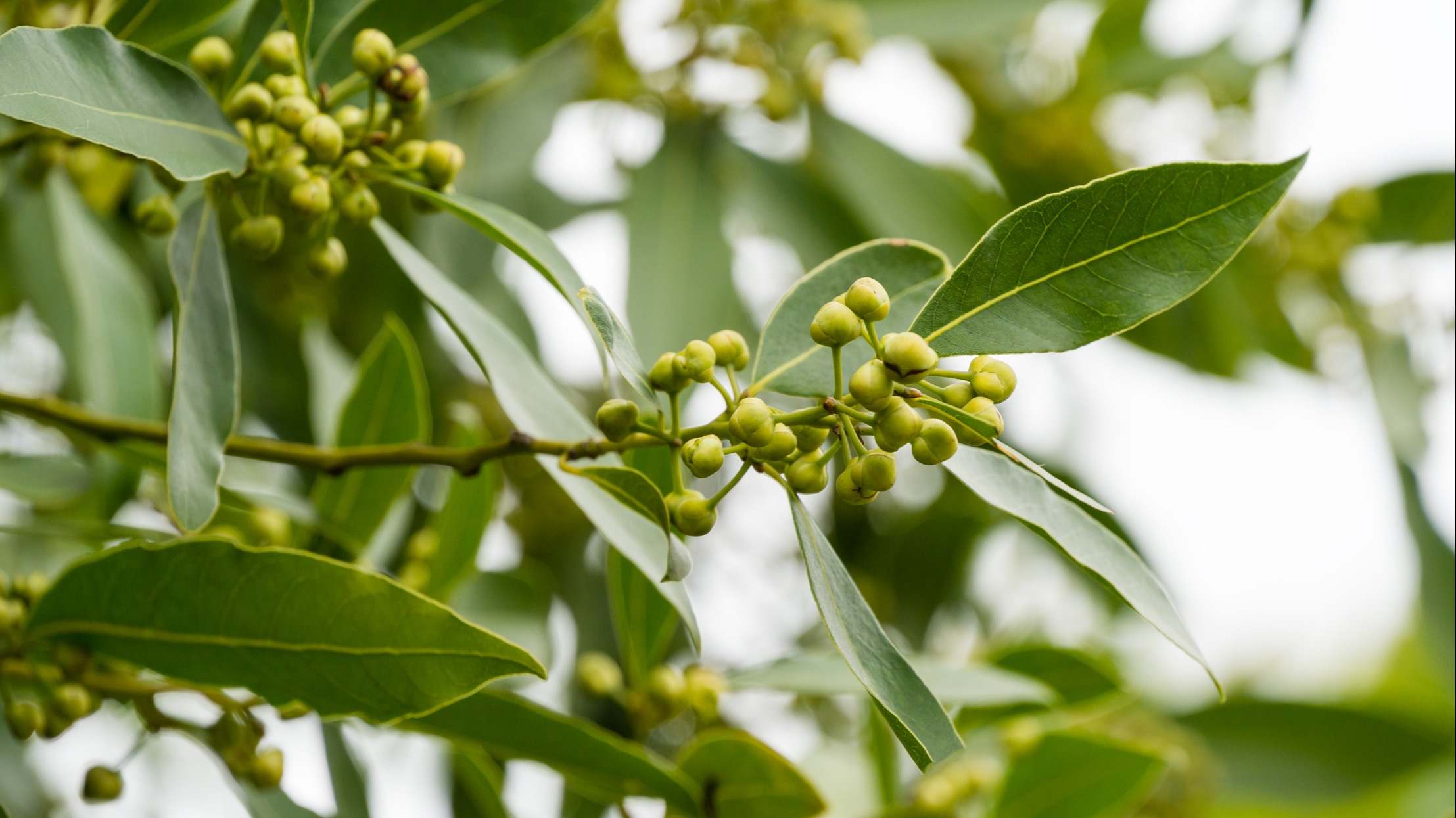 Hojas de laurel en un primer plano