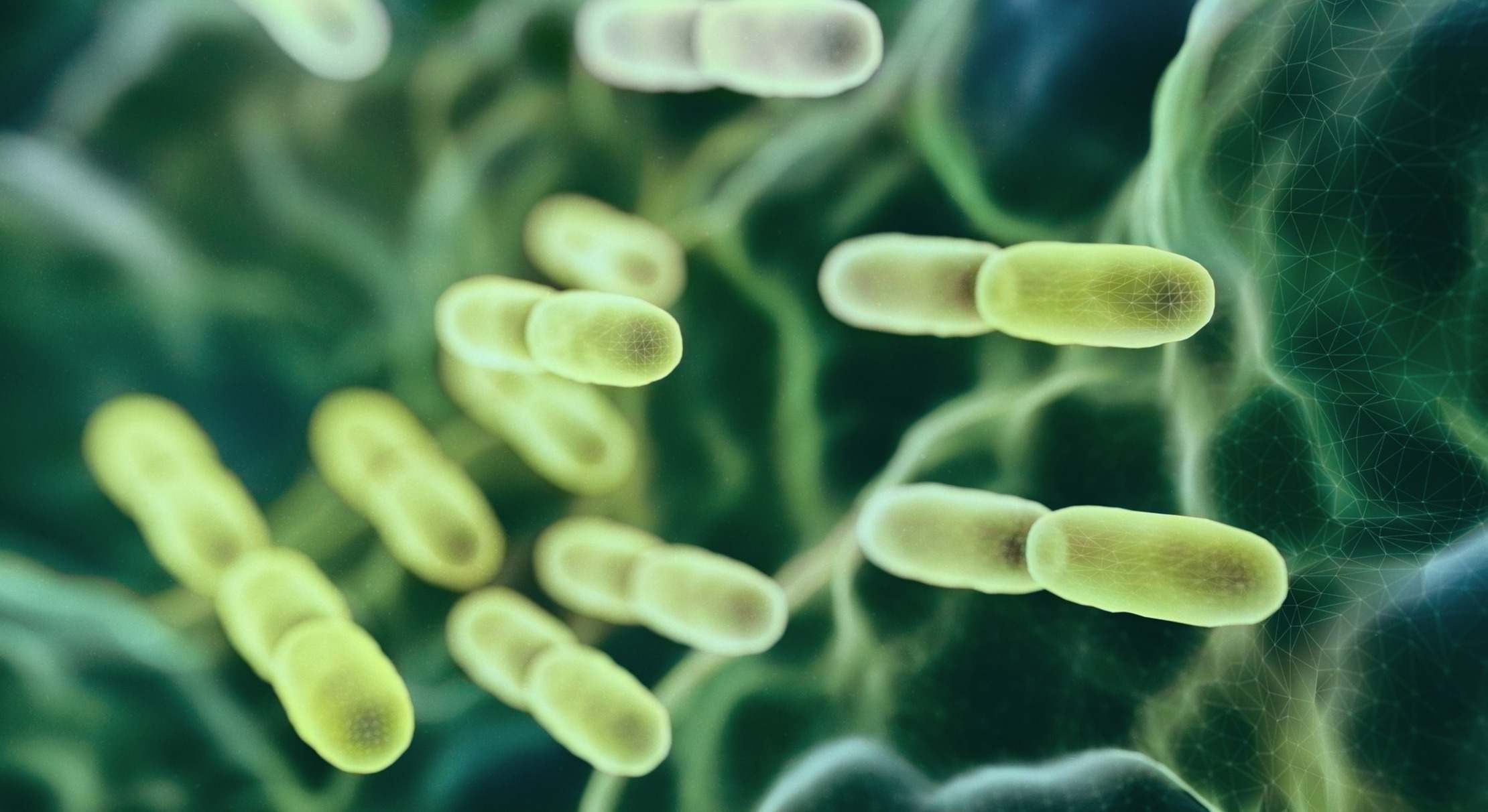 Bacteria intestinal