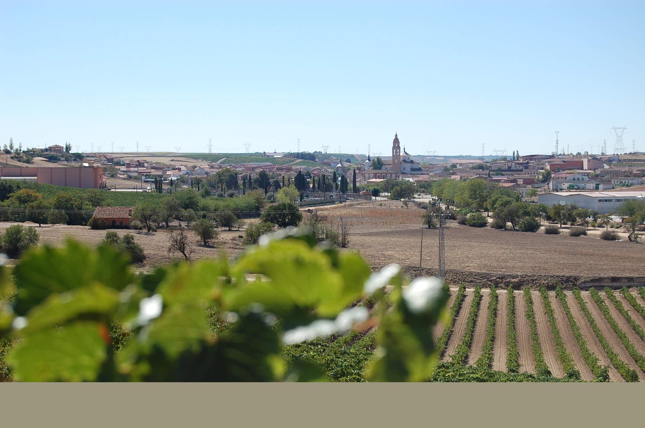 Vinedo-Rueda-2.jpg