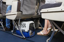 viajar mascota