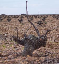 vinedo1.jpg