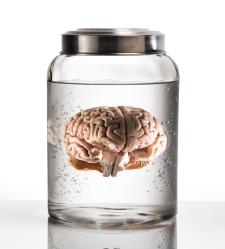 cerebro.jpg