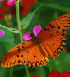 mariposa.jpg