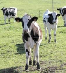 vacas-efe.jpg