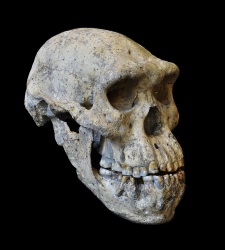 calavera-georgia.jpg