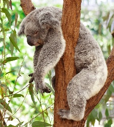 koala-arbol.jpg