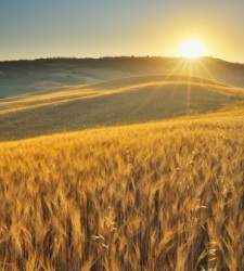 cereales-campo-sol.jpg