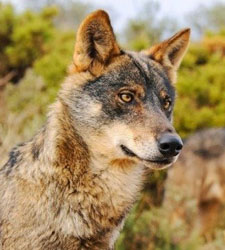 lobos