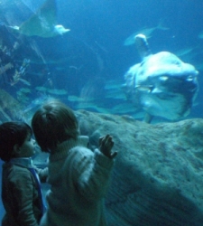 Oceanografic225.JPG