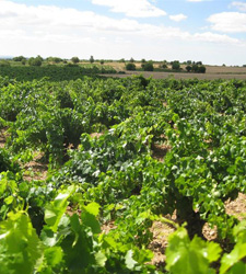 CAMPO