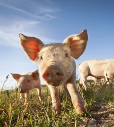 cerdo-feliz-thinkstock.jpg