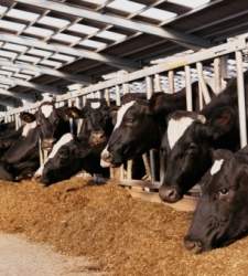 vacas-lecheras.jpg