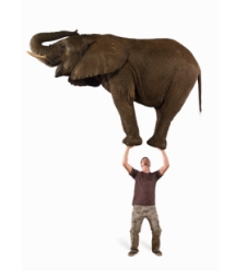 elefante-emprendedor-thinkstock.jpg