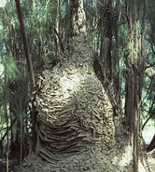 avispero-gigante-florida.jpg