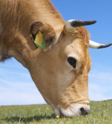 vaca-quay-.jpg