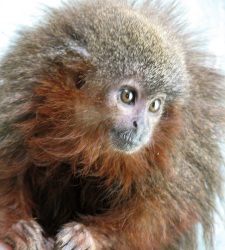 mono-ronronea-efe.jpg