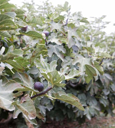 Agricultura