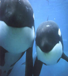 ballenas2.jpg