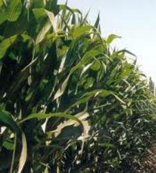 crecimiento-plantas-efe.jpg