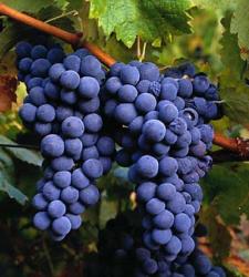 uvas.jpg