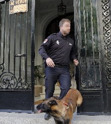 Perro-22x250.jpg