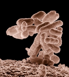 microorganismos.jpg