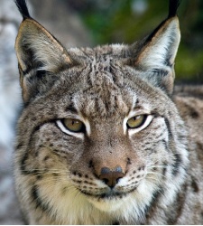 lince-iberico.jpg