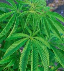 marihuana