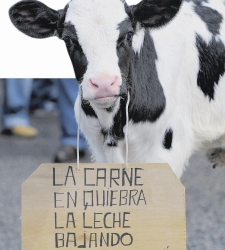 vaca.jpg
