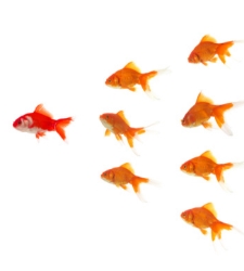 lider-peces.jpg