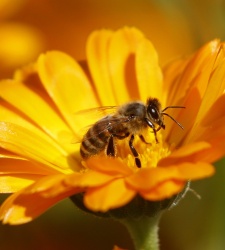 abeja-reuters.jpg