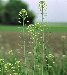 camelina