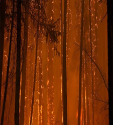 incendioforestal.jpg