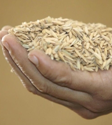 Arroz_mano.jpg
