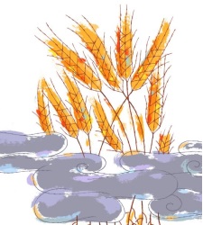 trigo-nubes.jpg