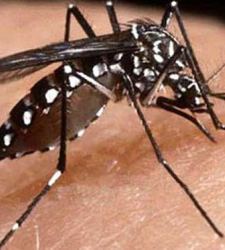 dengue