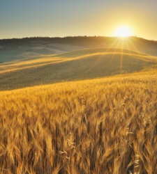 cereales-campo-sol.jpg