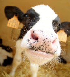 vaca-cerca.jpg